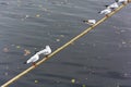 Seagulls standing on marine rope Royalty Free Stock Photo