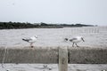 Seagulls standing on the railing at Bangpoo Royalty Free Stock Photo