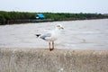 Seagulls standing on the railing at Bangpoo Royalty Free Stock Photo