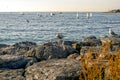 Seagulls standing on rocks behind branches and windsurfers surfing in the sea Royalty Free Stock Photo