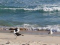 Seagulls standing on the sandy beach with waves crashing in the ocean Royalty Free Stock Photo