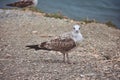 Seagulls standing by the sea on a cliff