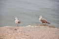 Seagulls standing by the sea on a cliff