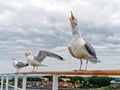 Seagulls standing ship handrail