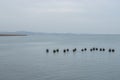 Seagulls standing at some old concrete posts