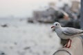 Seagulls standing on stone fence on the seaside Science name is Charadriiformes Laridae . Selective focus and shallow depth of Royalty Free Stock Photo