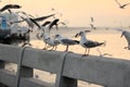 Seagulls standing on stone fence on the seaside Science name is Charadriiformes Laridae . Selective focus and shallow depth of