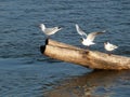 Seagulls standing on the tree trunk in the water