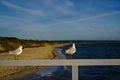 Seagulls standing on white fence Royalty Free Stock Photo