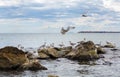 Seagulls on the stones
