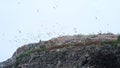 Seagulls and storks at a large garbage dump, a landfill. Birds fly over the garbage