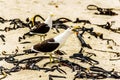 Seagulls at Strandfontein beach on Baden Powell Drive between Macassar and Muizenberg near Cape Town