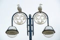 Seagulls on a street lantern Royalty Free Stock Photo