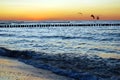 Seagulls sunset