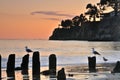 Seagulls at Sunset