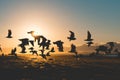 Seagulls at sunset on beach Royalty Free Stock Photo
