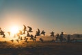 Seagulls at sunset on beach Royalty Free Stock Photo