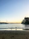 Seagulls at sunset on the beach, view of Sydney city at Watsons bay in Sydney.