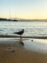 Seagulls at sunset on the beach, view of Sydney city at Watsons bay in Sydney.