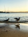 Seagulls at sunset on the beach, view of Sydney city at Watsons bay in Sydney.