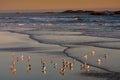 Seagulls during the sunset of Pacific Rim Royalty Free Stock Photo