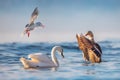 Seagulls, swans, water ducks floating in a sea water at sunrise