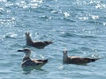 Seagulls swaying on the sea waves are a good sign - for good, windless weather.