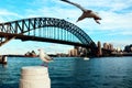 Seagulls in Sydney harbour