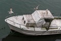 Seagulls take over an abondend dirty ship Royalty Free Stock Photo