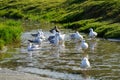 Seagulls taking a bath in creek. Royalty Free Stock Photo
