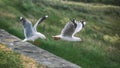 Seagulls taking of the ground Royalty Free Stock Photo