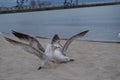 Seagulls tussling at the lakeshore