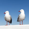 Seagulls Royalty Free Stock Photo