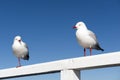 Seagulls Royalty Free Stock Photo