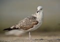 Juvenile Lesser black-backed gull preening at Busaiteen coast Royalty Free Stock Photo