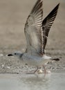 Juvenile Lesser black-backed gull takeoff Royalty Free Stock Photo