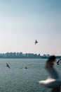 Seagulls and urban apartment buildings with seascape from Wolmido island in Incheon, Korea