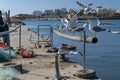 Seagulls Waitiing to Feed Royalty Free Stock Photo