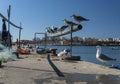 Seagulls Waitiing to Feed Royalty Free Stock Photo