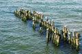 Seagulls waiting. Royalty Free Stock Photo