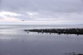 Seagulls waiting for the Chum Salmon Spawn Royalty Free Stock Photo