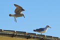 Seagulls waiting for food on Worthing seafront, UK