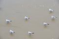 Seagulls walk along sandy shore. Royalty Free Stock Photo