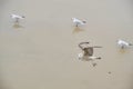 Seagulls walk along sandy shore. Royalty Free Stock Photo