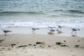 Seagulls walking on a beach near the water Royalty Free Stock Photo