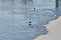 Seagulls walking on sandy beach near blue water Royalty Free Stock Photo