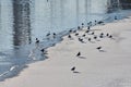 Seagulls walking on sandy beach near blue water Royalty Free Stock Photo