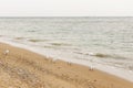 Seagulls walking on sandy beach near sea waves. Wild birds on shore of ocean, windy weather. Relaxing on tropical island. Let`s g Royalty Free Stock Photo