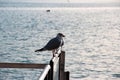 Seagulls watching the lake