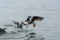 Seagulls on the water. One of them takes a fish and flies away.